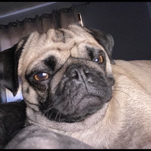 Meet your Posher, Gladys